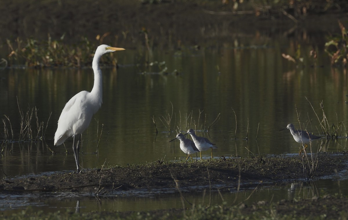 Great Egret - Pat McGrane