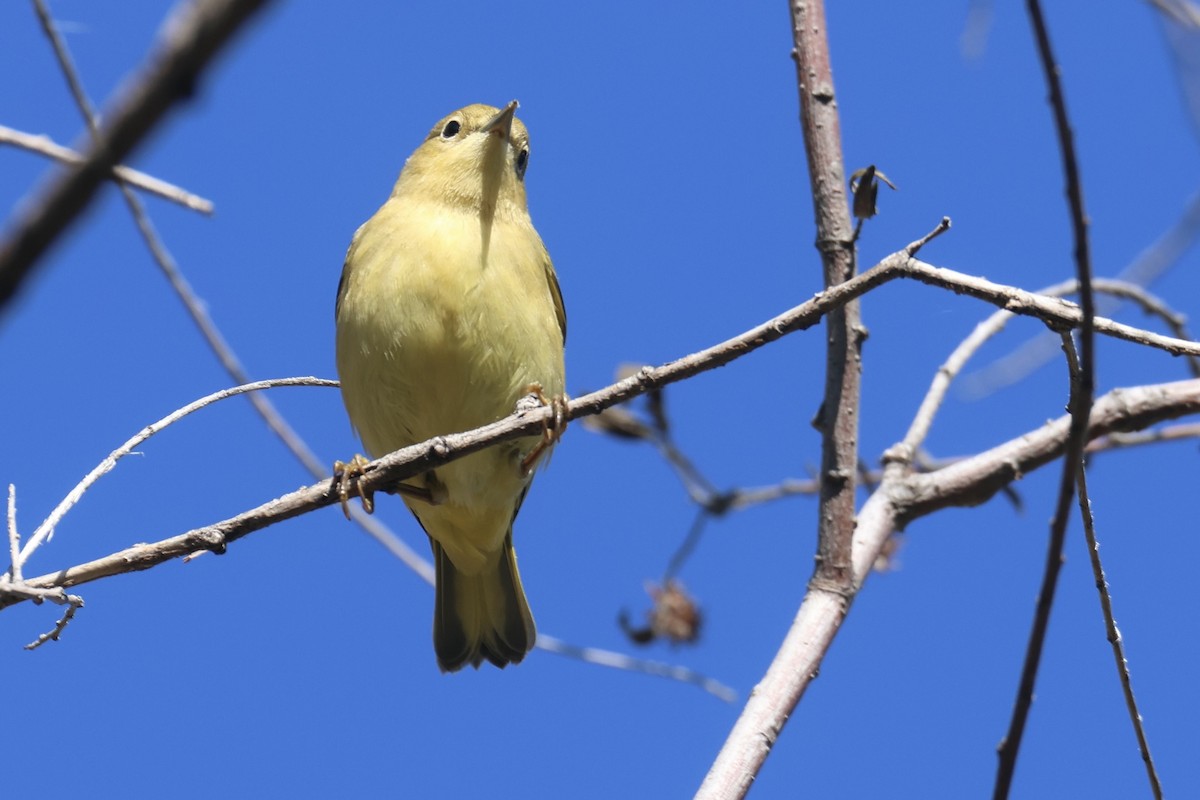 Yellow Warbler - Ryan Terrill