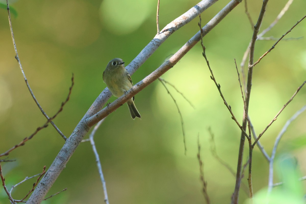 Ruby-crowned Kinglet - ML609893568