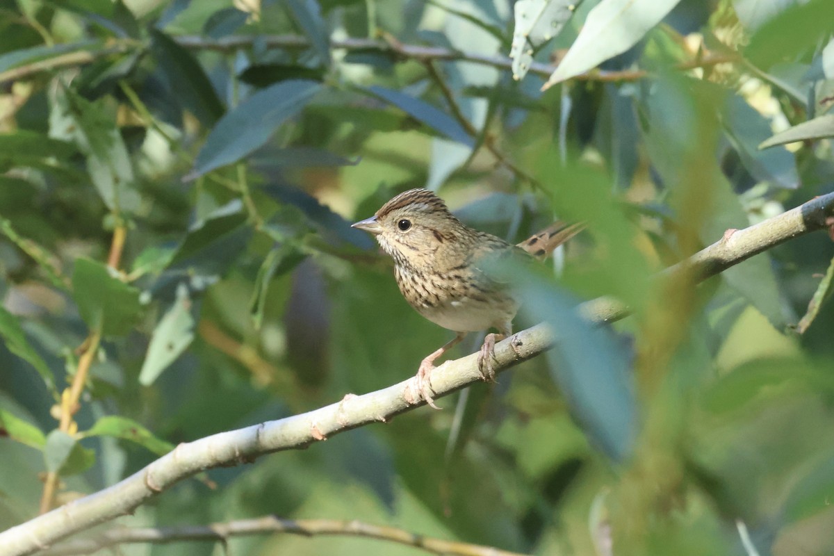 Lincoln's Sparrow - ML609893579