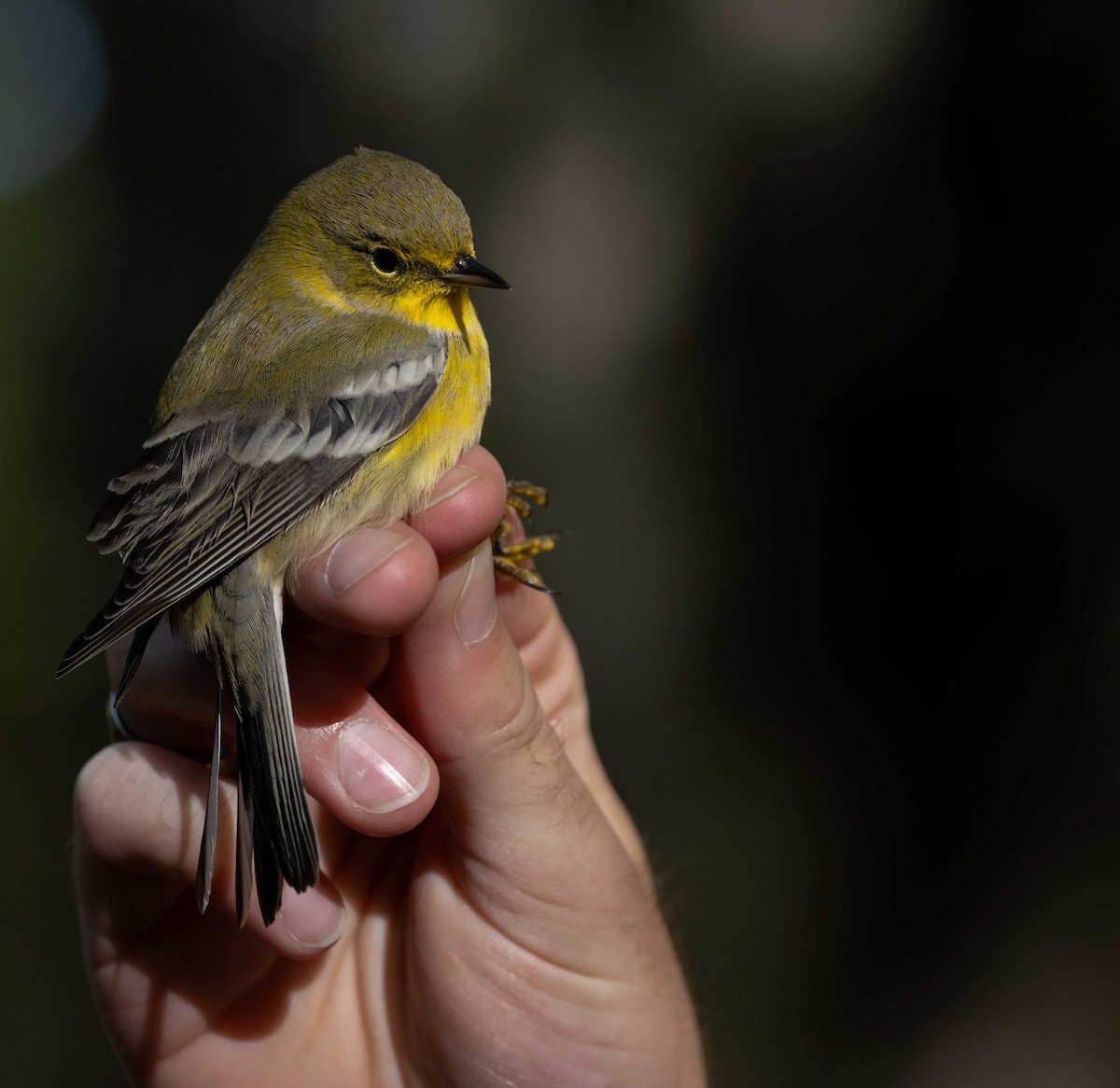 Pine Warbler - ML609893651