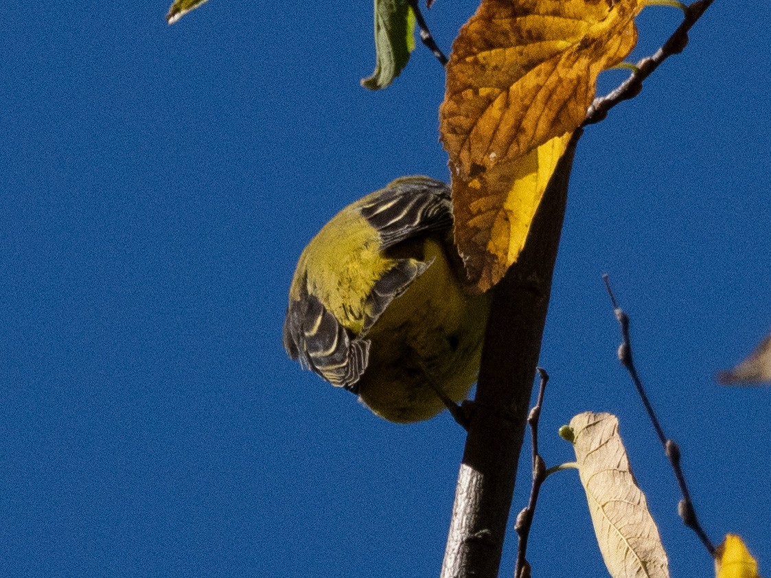 Scarlet Tanager - Jeremy Thorp