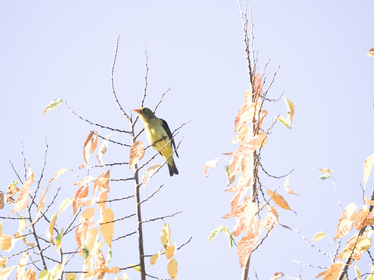 Scarlet Tanager - Jeremy Thorp