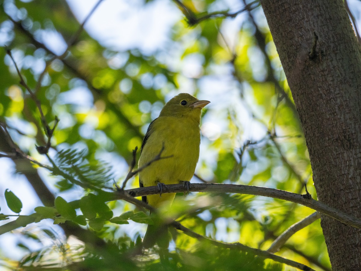 Scarlet Tanager - ML609893697