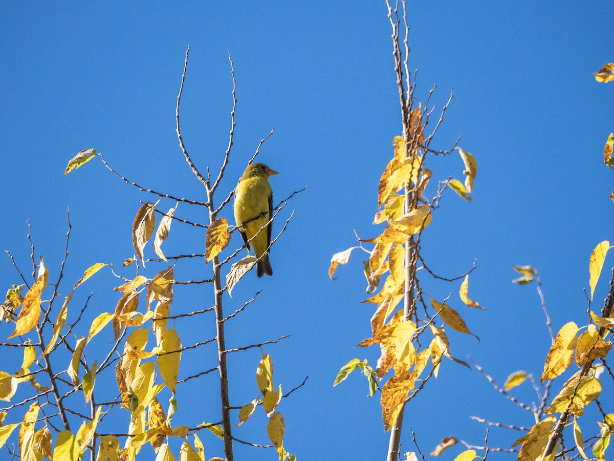 Scarlet Tanager - Jeremy Thorp