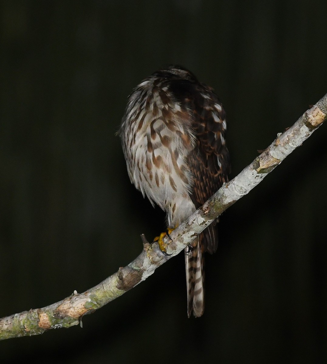 Rufous-necked Sparrowhawk - Joshua Vandermeulen