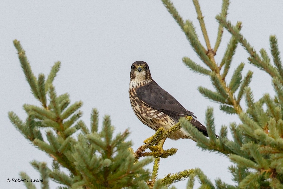 Підсоколик малий - ML609893750