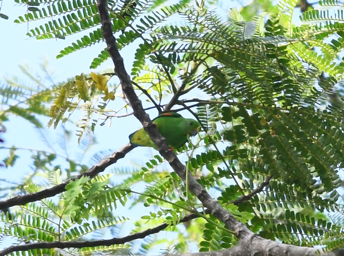 Moluccan Hanging-Parrot - Joshua Vandermeulen