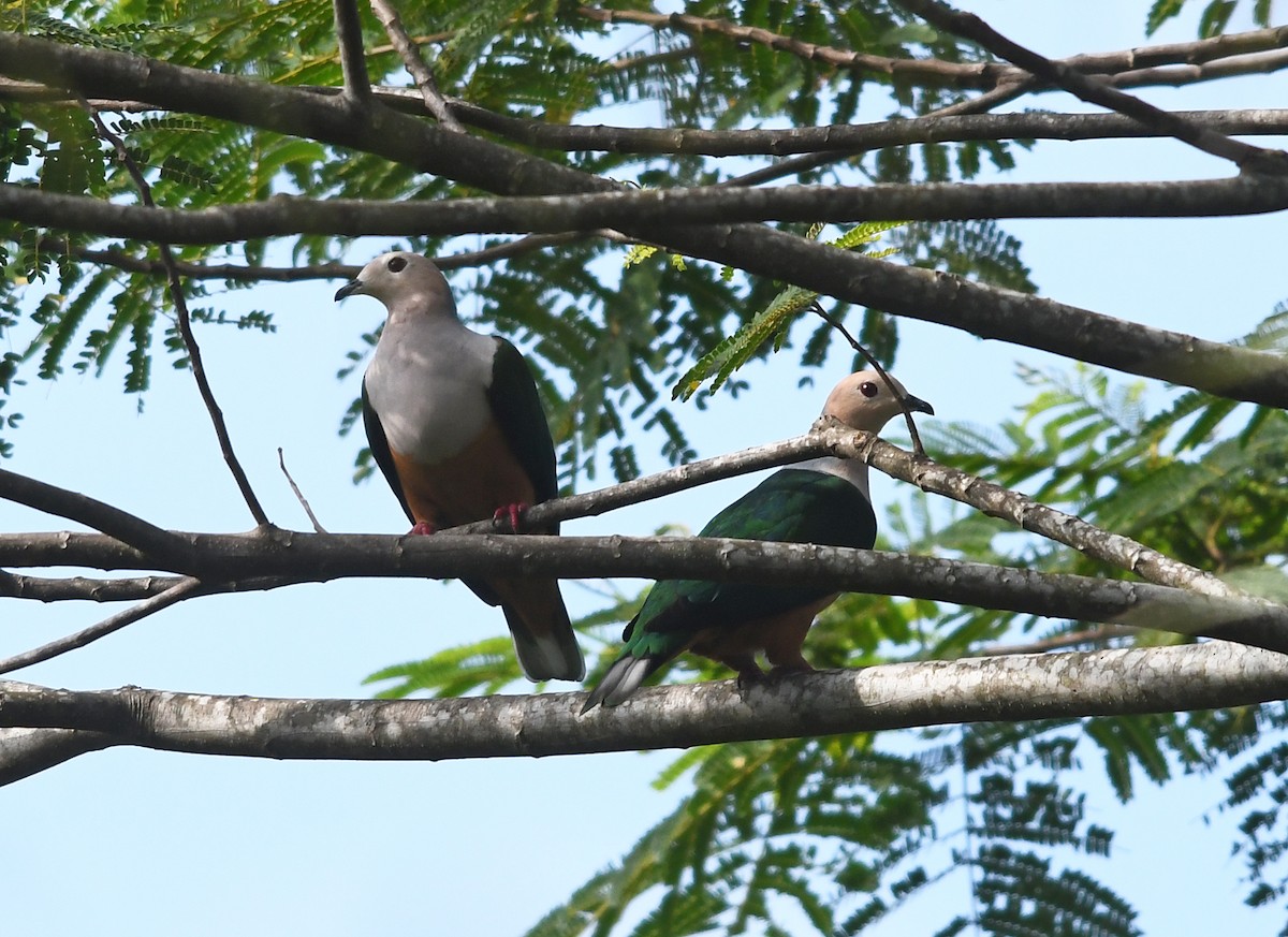 Cinnamon-bellied Imperial-Pigeon - Joshua Vandermeulen