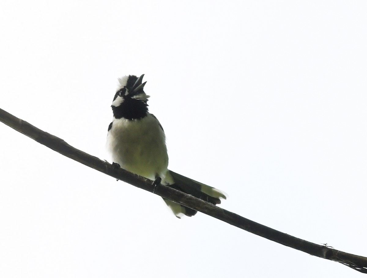 White-naped Monarch - ML609893802