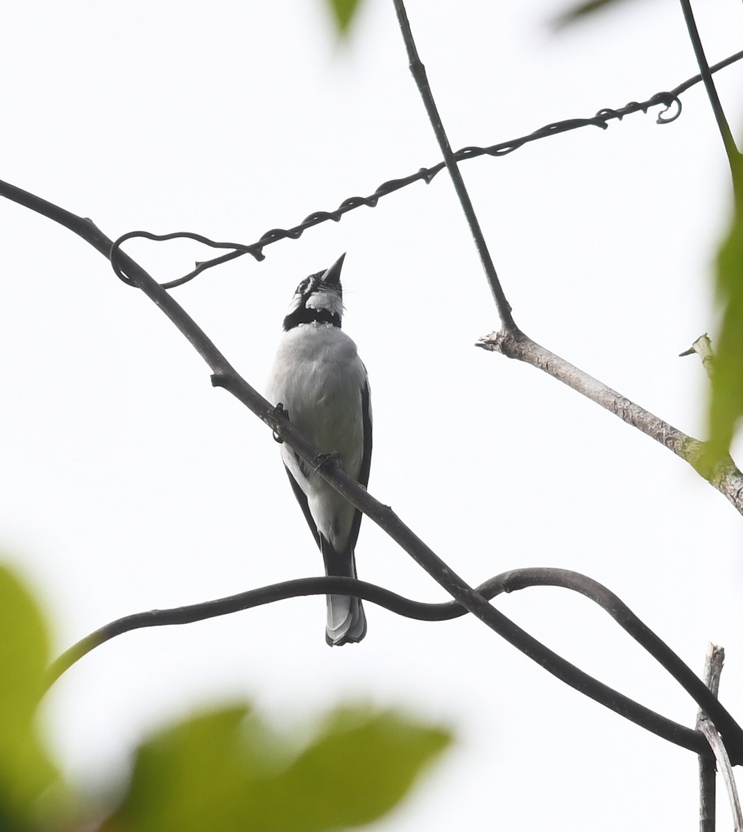 White-naped Monarch - ML609893804