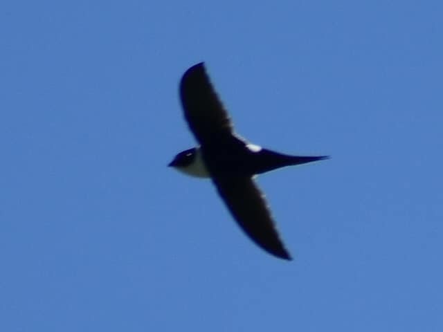 Lesser Swallow-tailed Swift - ML609893857