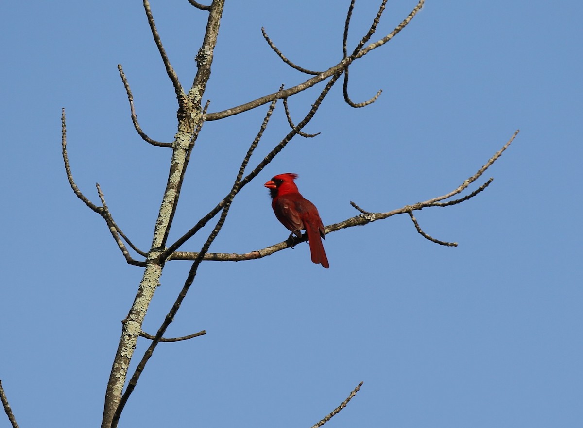 Cardinal rouge - ML60989391