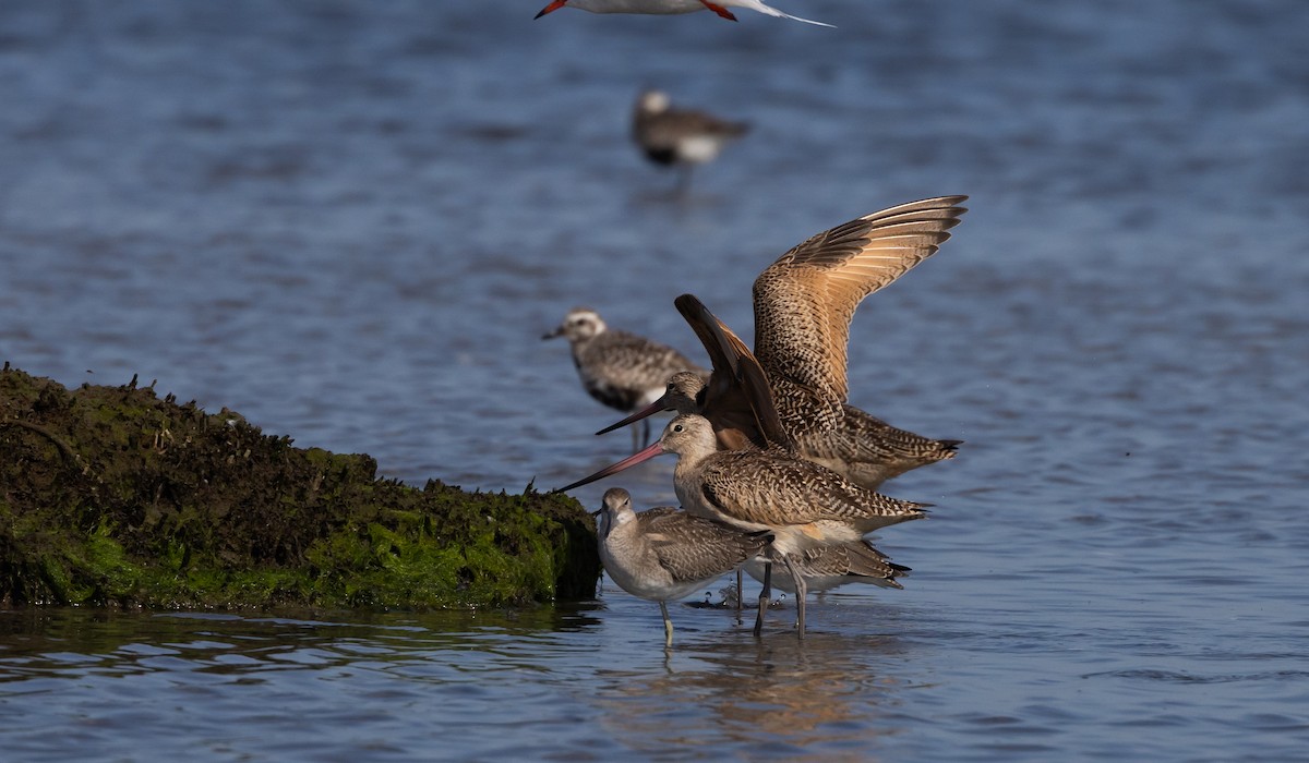 Marbled Godwit - ML609894225