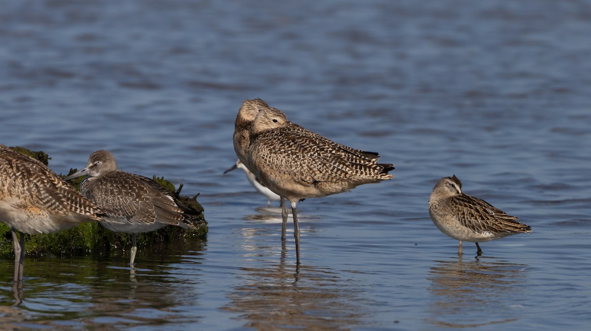 Marbled Godwit - Jay McGowan