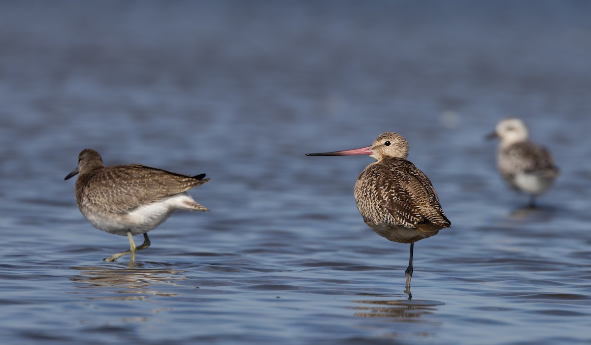 Marbled Godwit - ML609894253