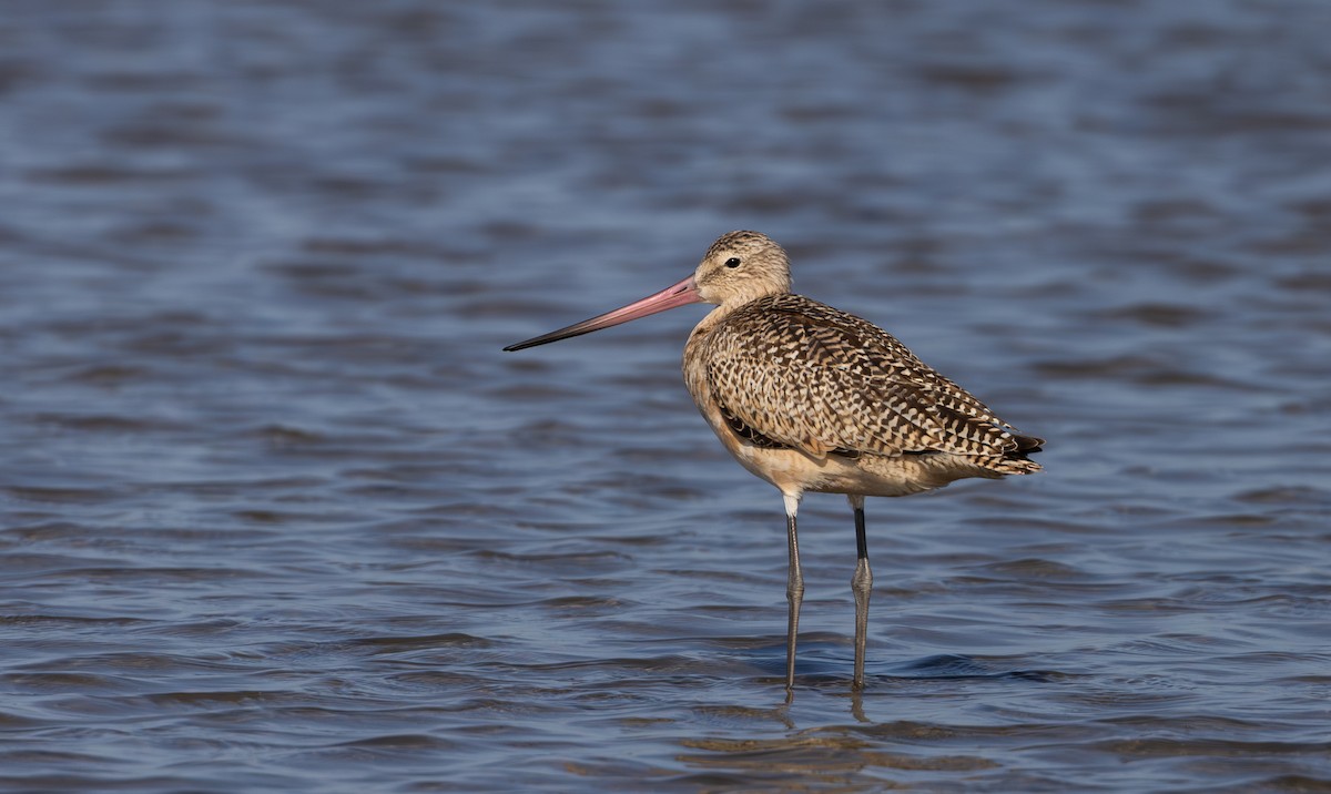 Marbled Godwit - ML609894281