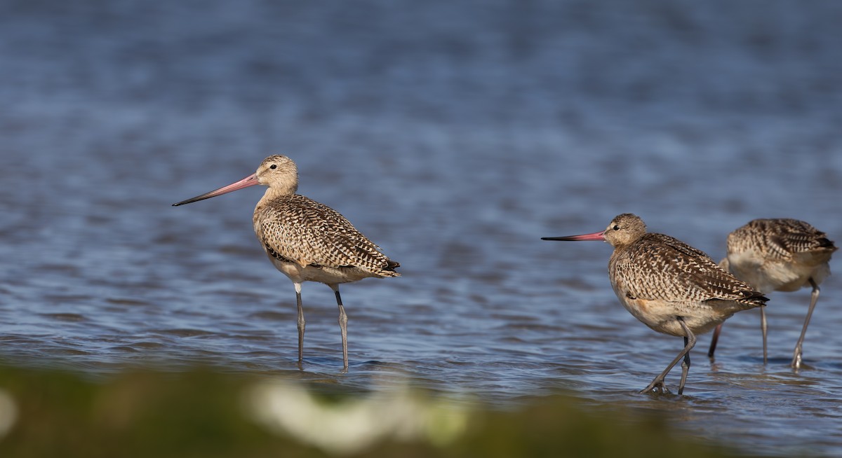 Marbled Godwit - ML609894282