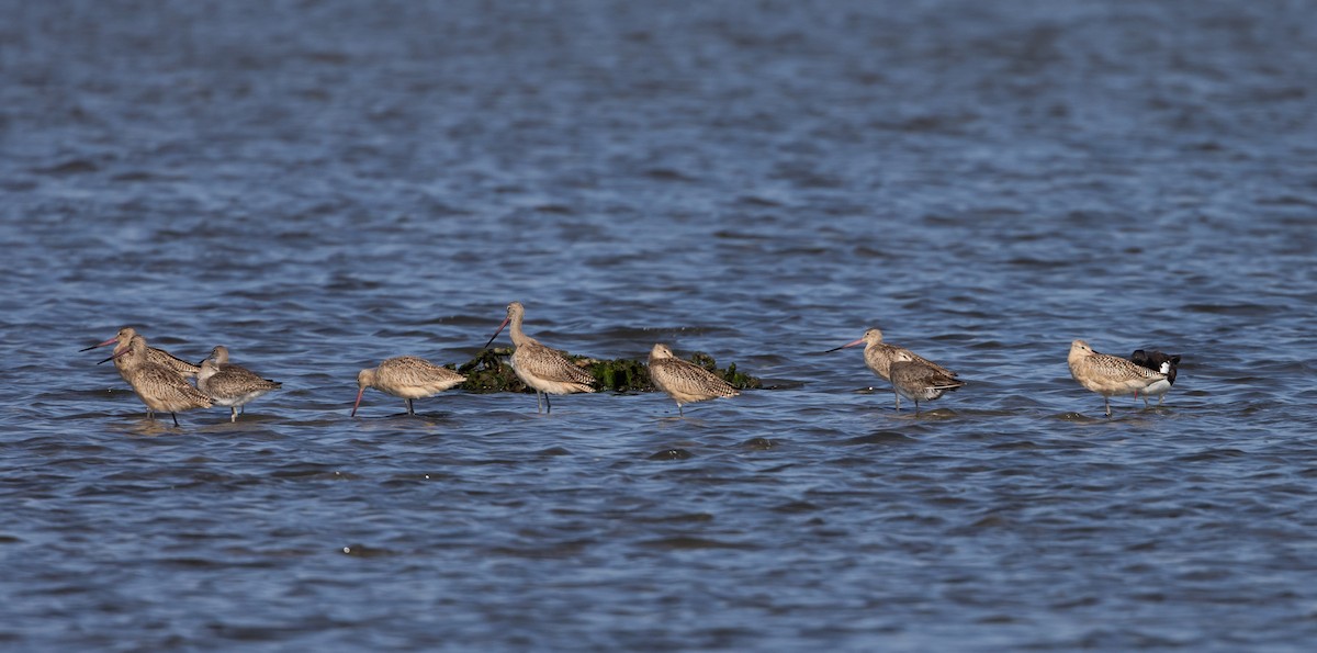 Marbled Godwit - ML609894289