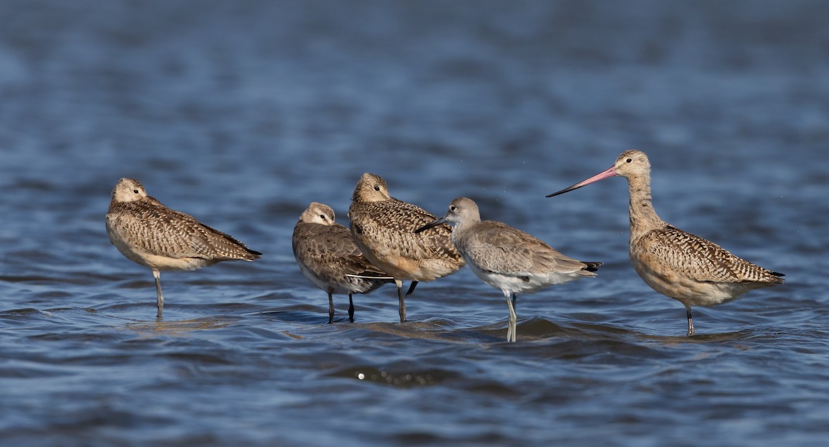 Marbled Godwit - ML609894303