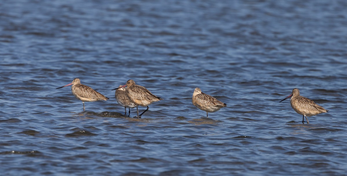 Marbled Godwit - ML609894305