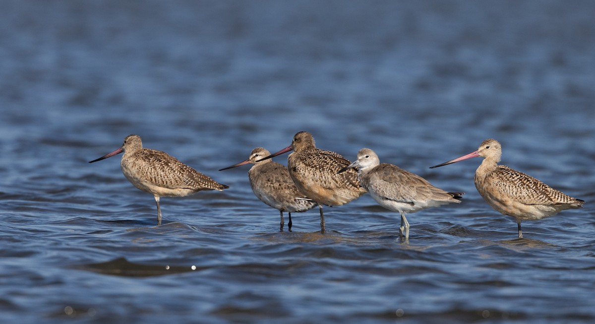 Hudsonian Godwit - Jay McGowan