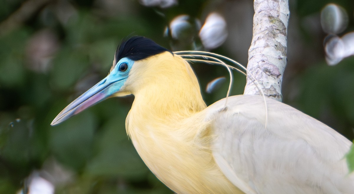 Capped Heron - ML609894331