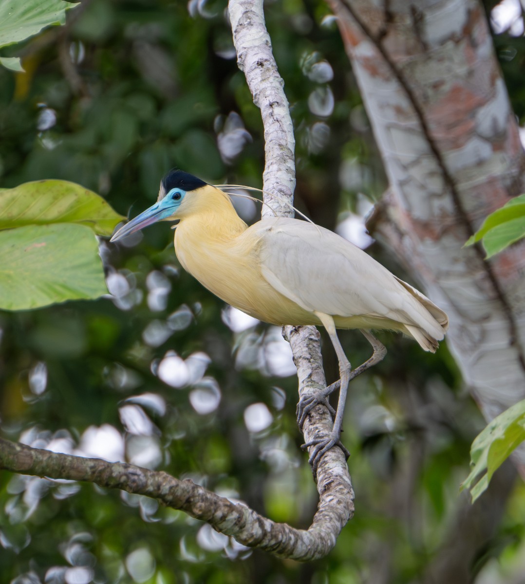 Capped Heron - ML609894332