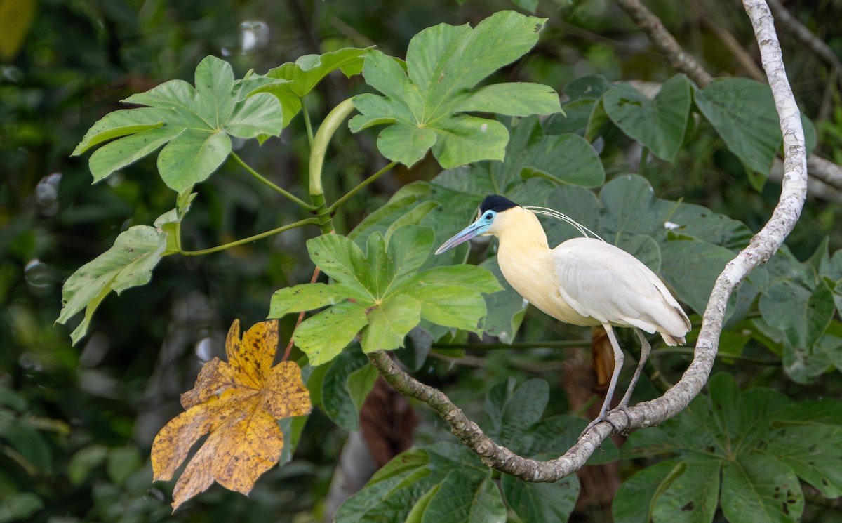 Capped Heron - ML609894333