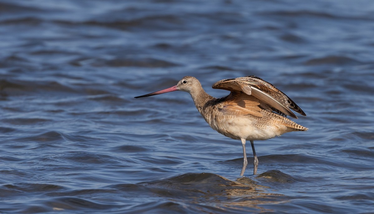 Marbled Godwit - ML609894341