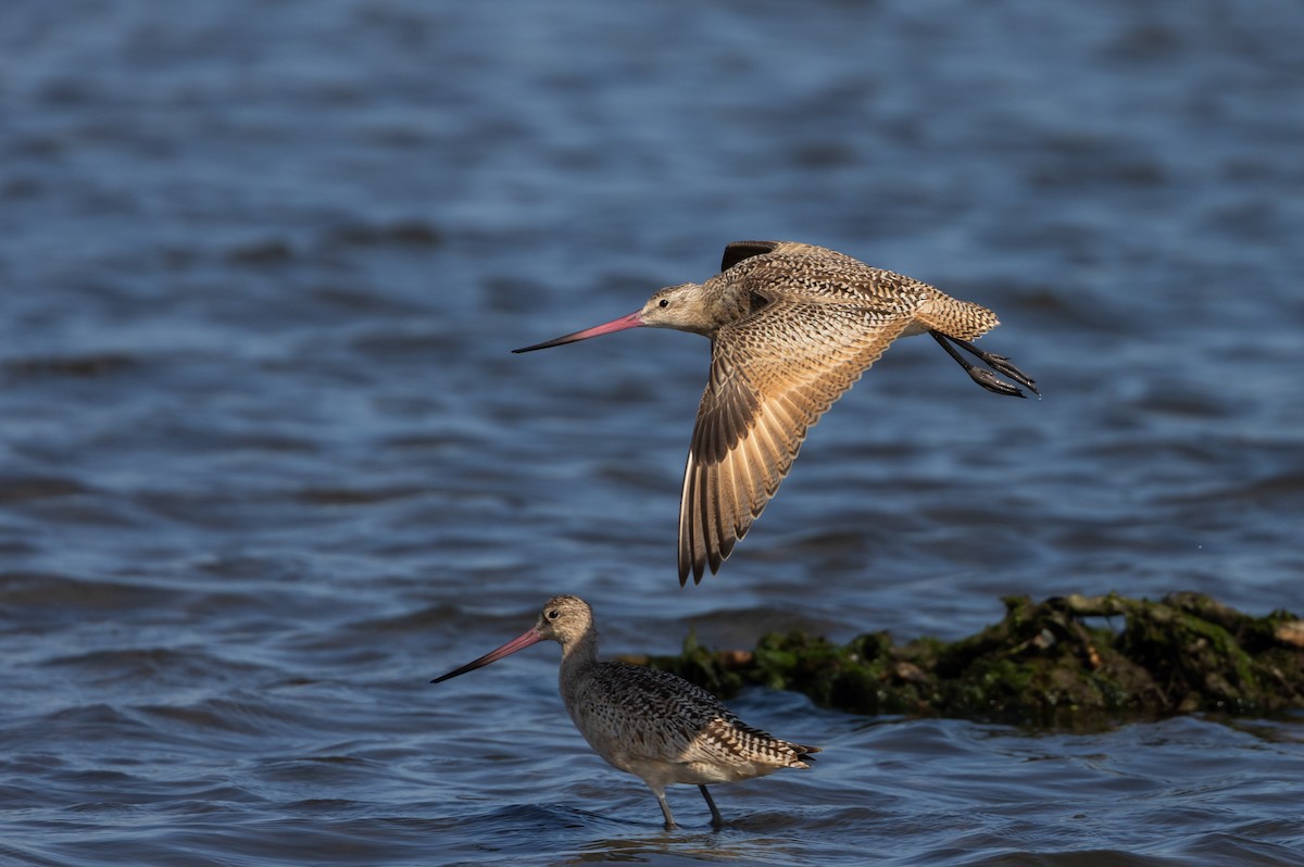 Marbled Godwit - ML609894359