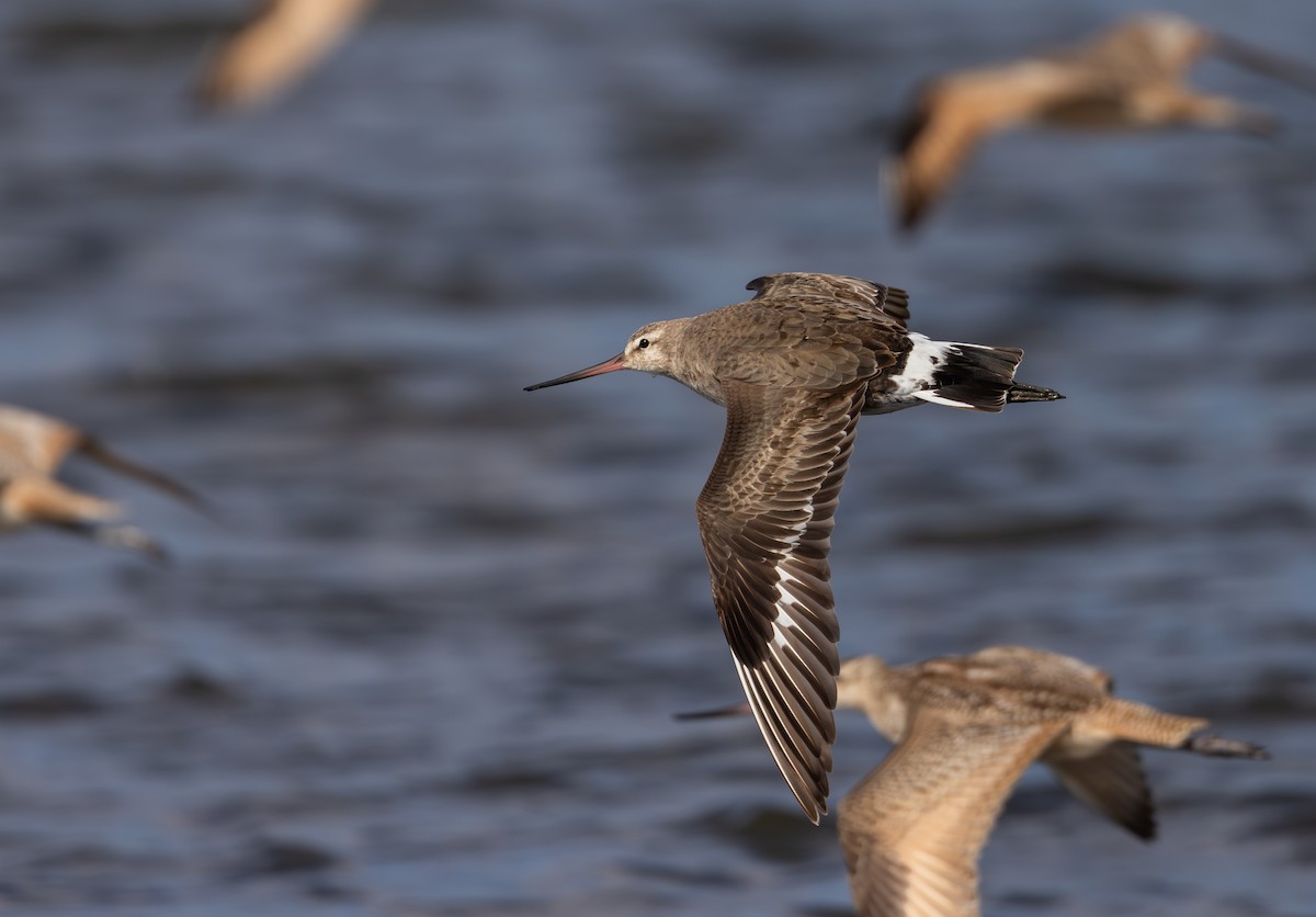 Hudsonian Godwit - Jay McGowan