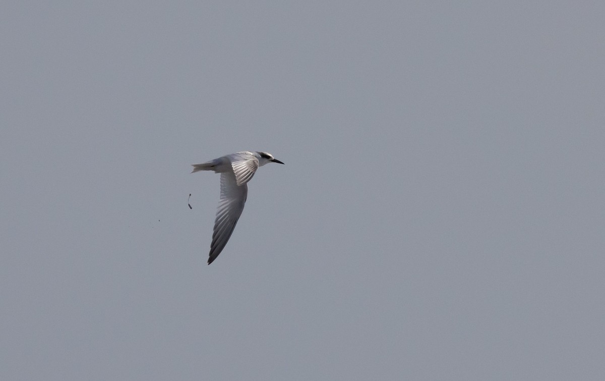 Least Tern - ML609894390