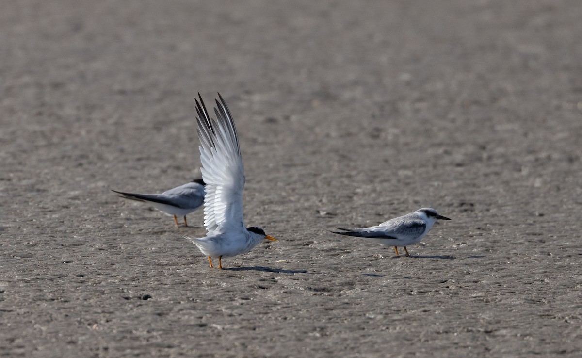 Least Tern - ML609894391