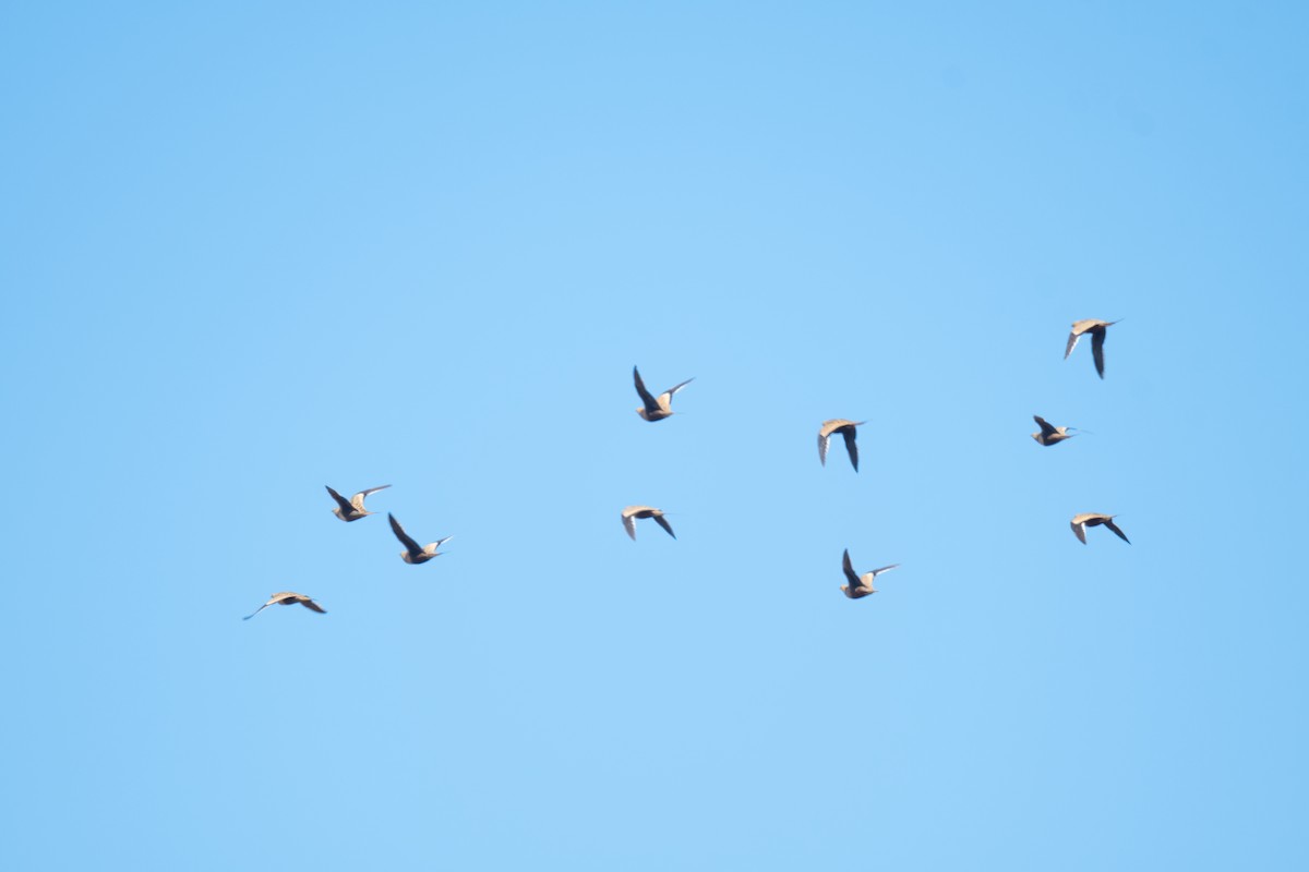 Chestnut-bellied Sandgrouse - ML609894436