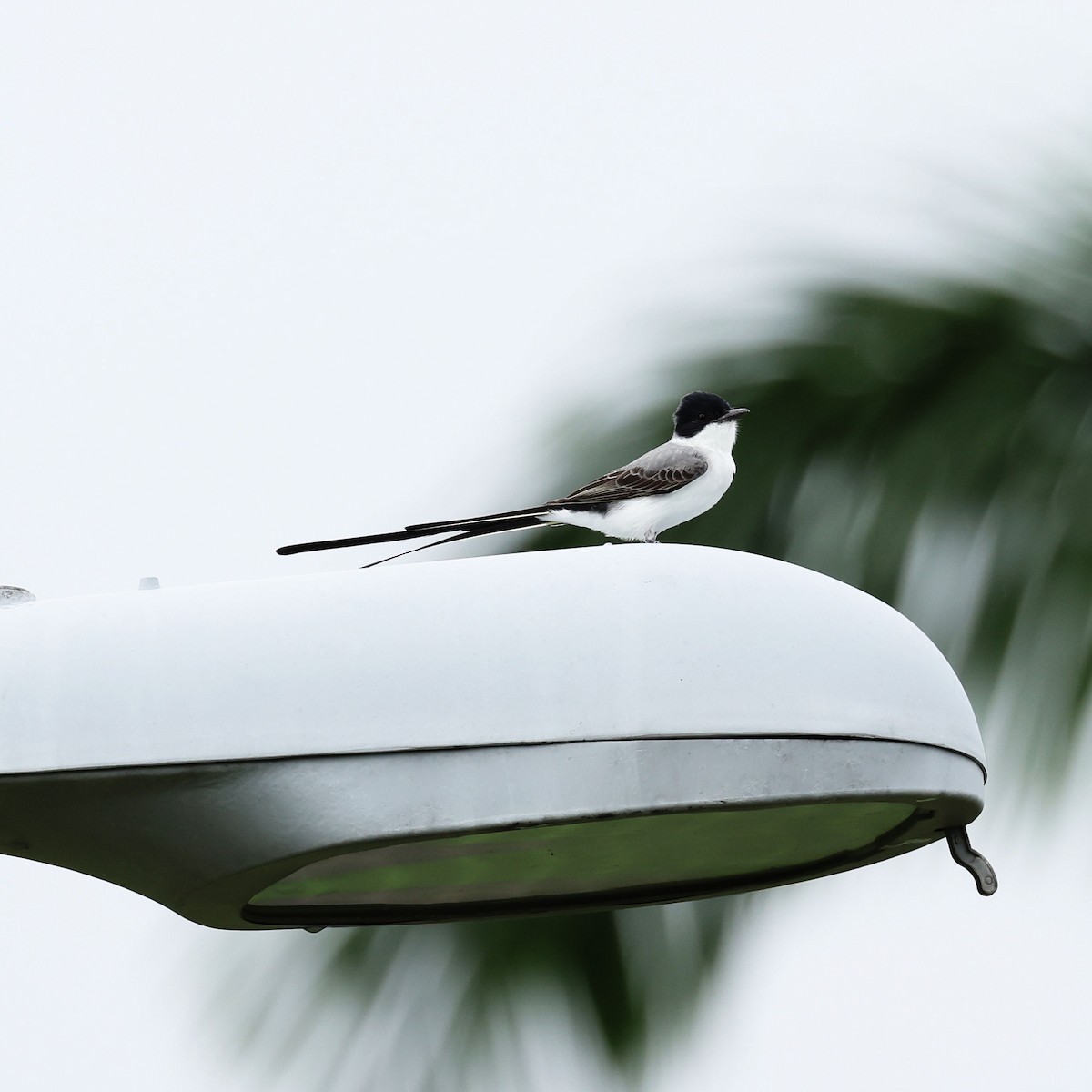 Fork-tailed Flycatcher - ML609894440