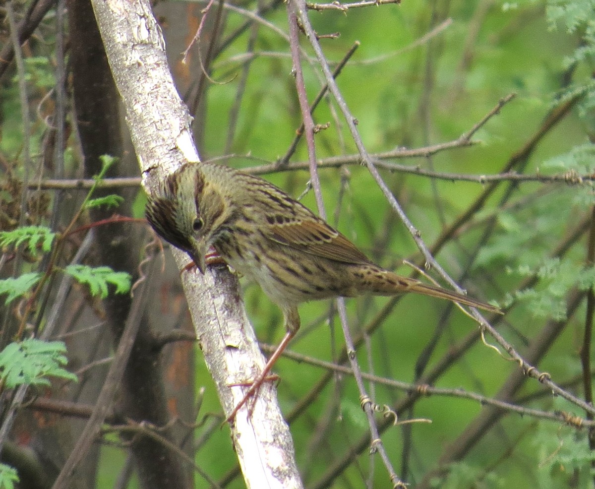 Lincoln's Sparrow - Lora Reynolds