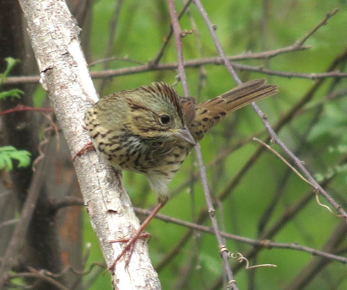 Lincoln's Sparrow - Lora Reynolds