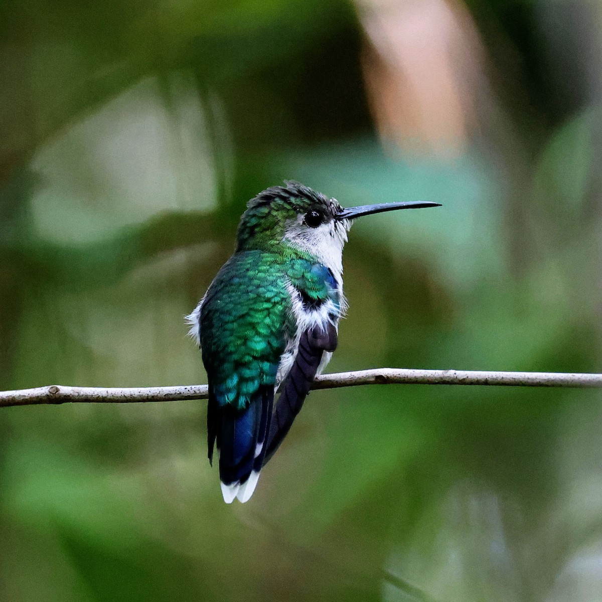 Crowned Woodnymph (Northern Violet-crowned) - ML609894479