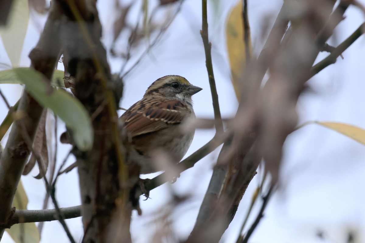 White-throated Sparrow - ML609894485