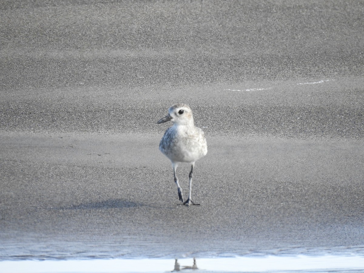 Black-bellied Plover - Sergio Castañeda Ramos