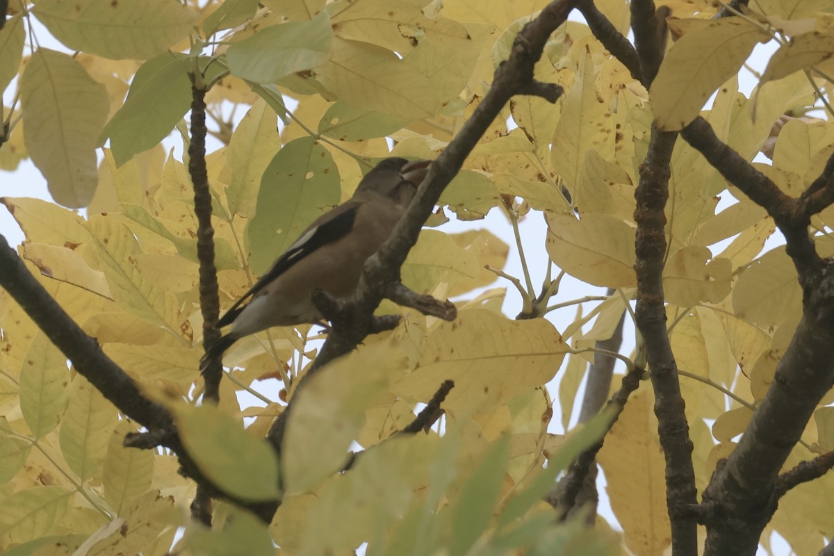 Evening Grosbeak - ML609894504