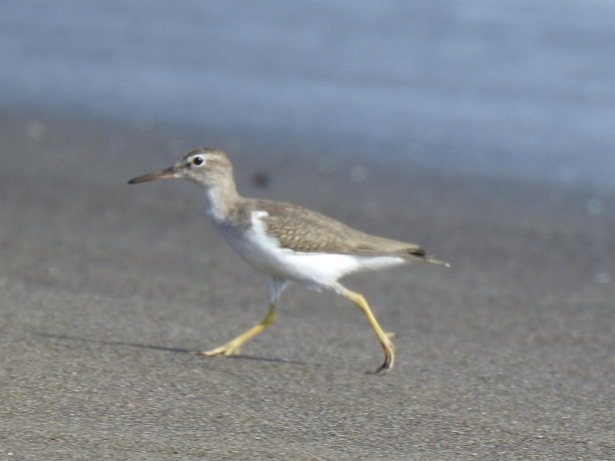 Spotted Sandpiper - ML609894505