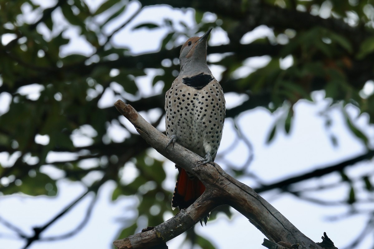 Northern Flicker - ML609894522