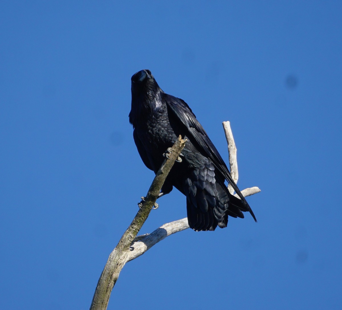 Common Raven - Melody Ragle