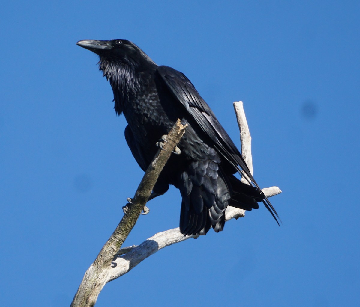 Common Raven - Melody Ragle