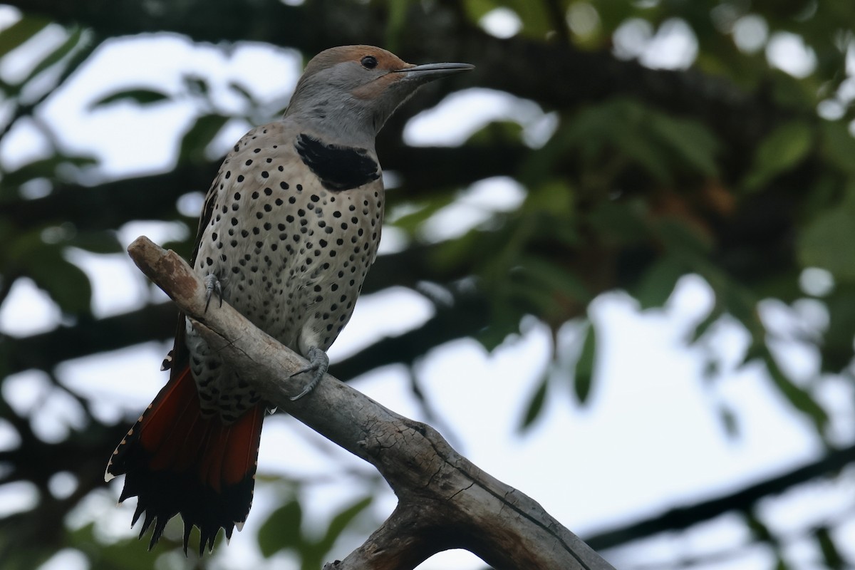 Northern Flicker - ML609894533