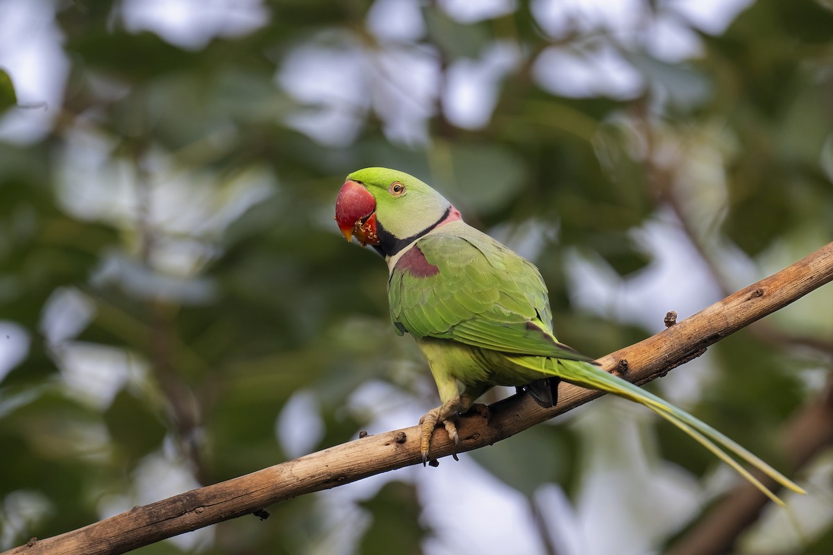 Alexandrine Parakeet - ML609894547