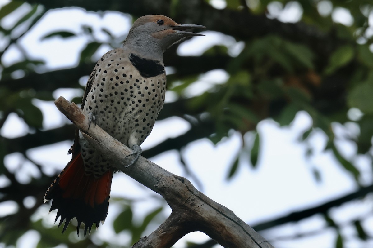 Northern Flicker - Ryan Terrill