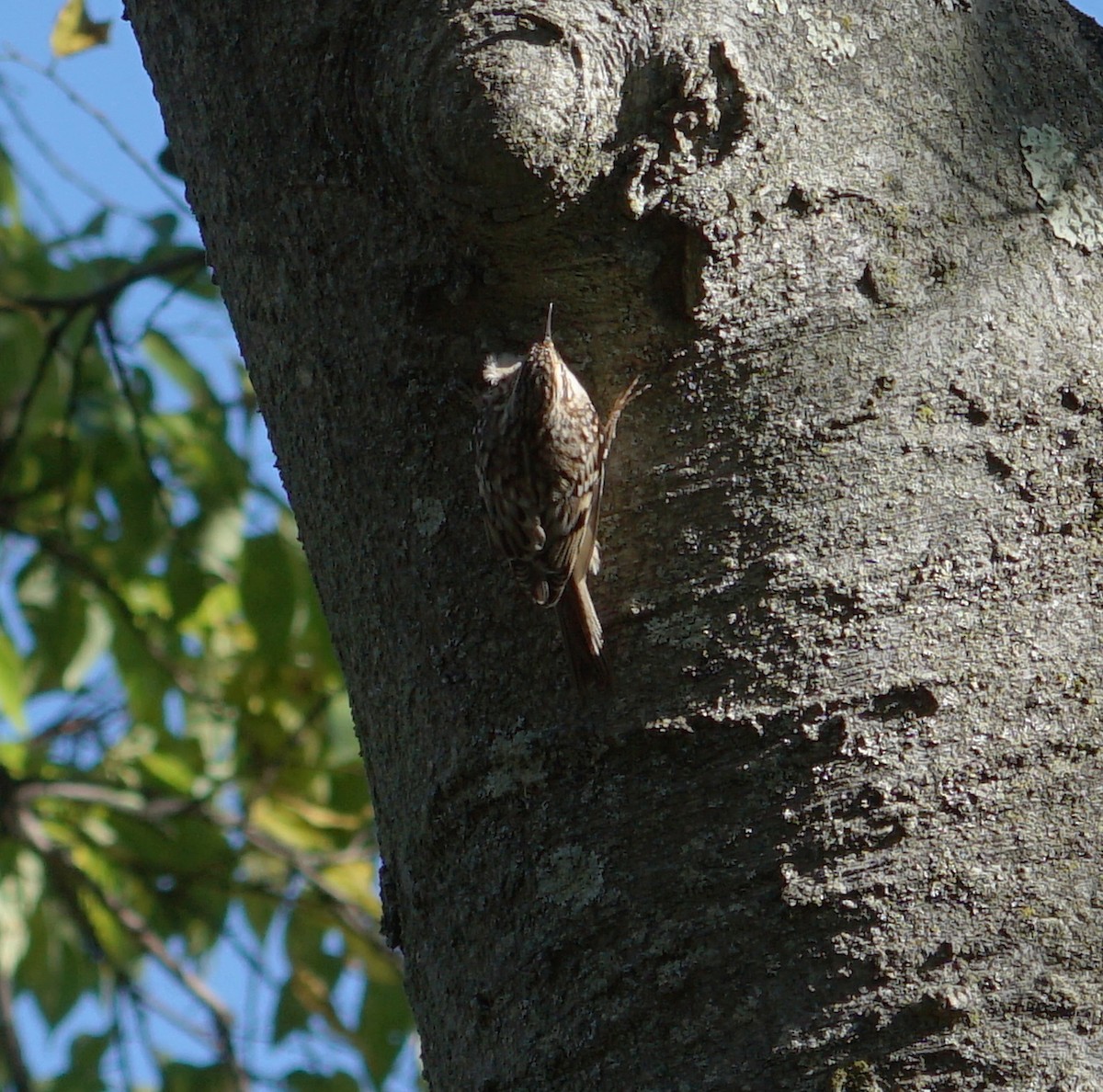 Brown Creeper - Melody Ragle